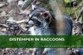 Can Raccoons Get Distemper? - Kylon Powell
