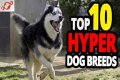Does royal canin make dogs hyper?