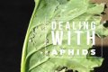Does Sulphur Kill Aphids? - Kylon Powell