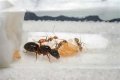 How To Get Ants Out Of Keurig?