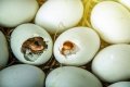How To Make Bird Eggs?