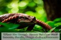 What Do Rough Green Snakes Eat?